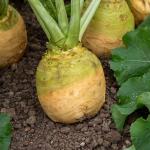 Potagères - Rutabaga Wilhelmsburger (à Collet Vert) - Légumes d'Autrefois - face recto
